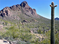 Starr Pass Loop