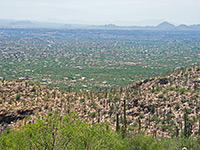 Saguaro foothills