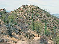 Saguaro on the Hugh Norris Trail