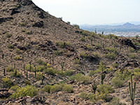 Saguaro-covered hillside