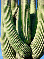 Saguaro ribs