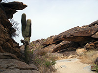 Saguaro in a dry wash