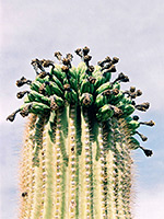 Saguaro seed pods