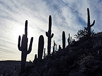 Saguaro silhouettes