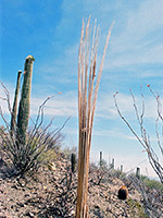 Saguaro skeleton