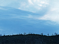Saguaro skyline