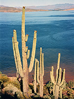 Saguaro cacti