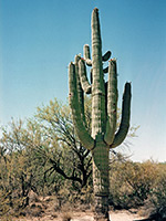 An aged saguaro