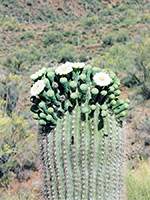 Saguaro flowers