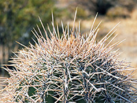 Saguaro spines