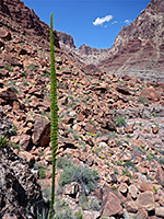 Agave inflorescence