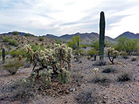 Saguaro and cholla