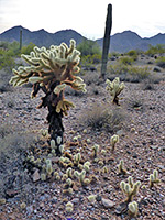 Cholla cactus