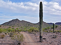 San Tan Trail