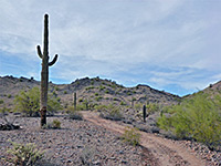 Palo verde and saguaro