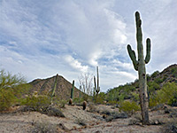 Saguaro and ferocacti