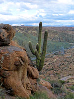 Saguaro below rocks