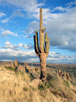 Barrel cactus and saguaro