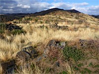 Stones and long grass