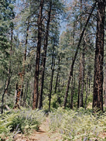 Path through the woods