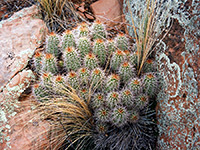 Cactus cluster