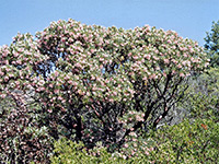 Manzanita bush