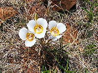 Calochortus ambiguus