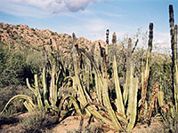 Senita cacti