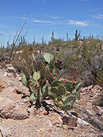 Opuntia