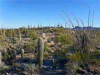 Ocotillo