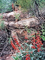 Firecracker Penstemon