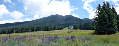 Lupine in a meadow