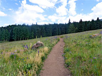 Path across a meadow