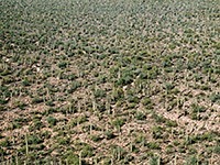 Saguaro along the Bajada Loop Drive