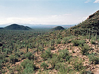 Cacti along the Overlook Trail