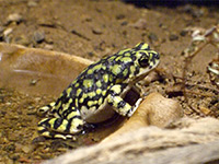 Sonoran green toad