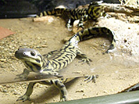 Sonoran tiger salamander