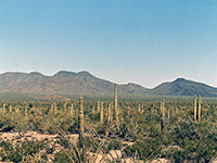 Saguaro in Vekol Valley