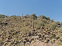 Saguaro and cholla