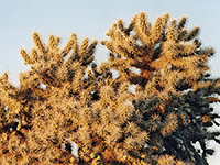 Cholla spines