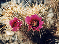 Echinocereus flowers