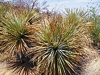 Cluster of common sotol