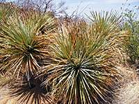 Sotol bushes