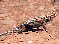 Desert spiny lizard