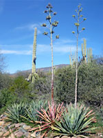 Agave