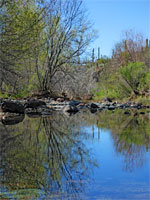 Reflections on Cave Creek
