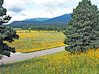 Meadow near the west entrance