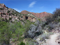 Bushy canyon