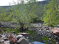 Trees by the creek