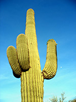 Tall saguaro